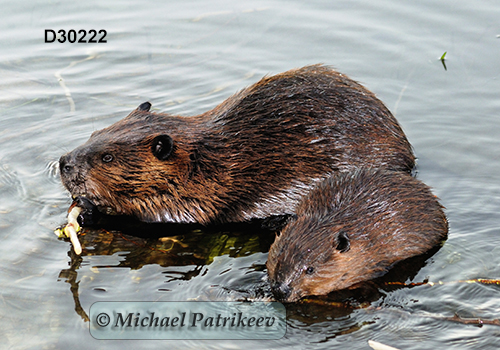 North American Beaver (Castor canadensis)